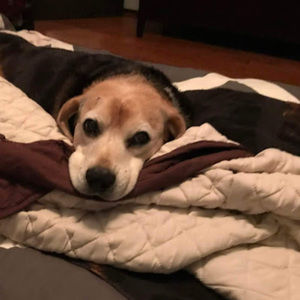 Meet your Posher, Doug